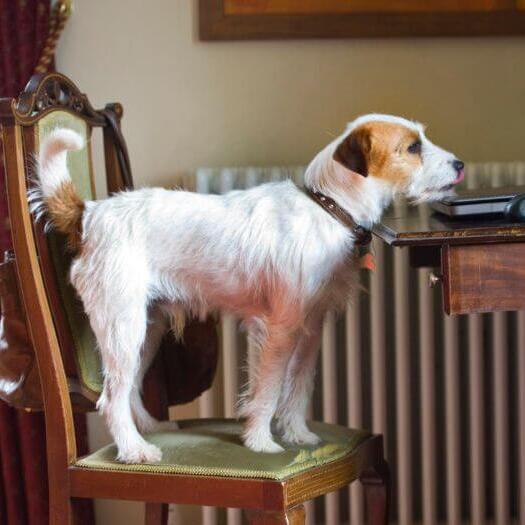 Parson Russell Terrier Breed Information Purina